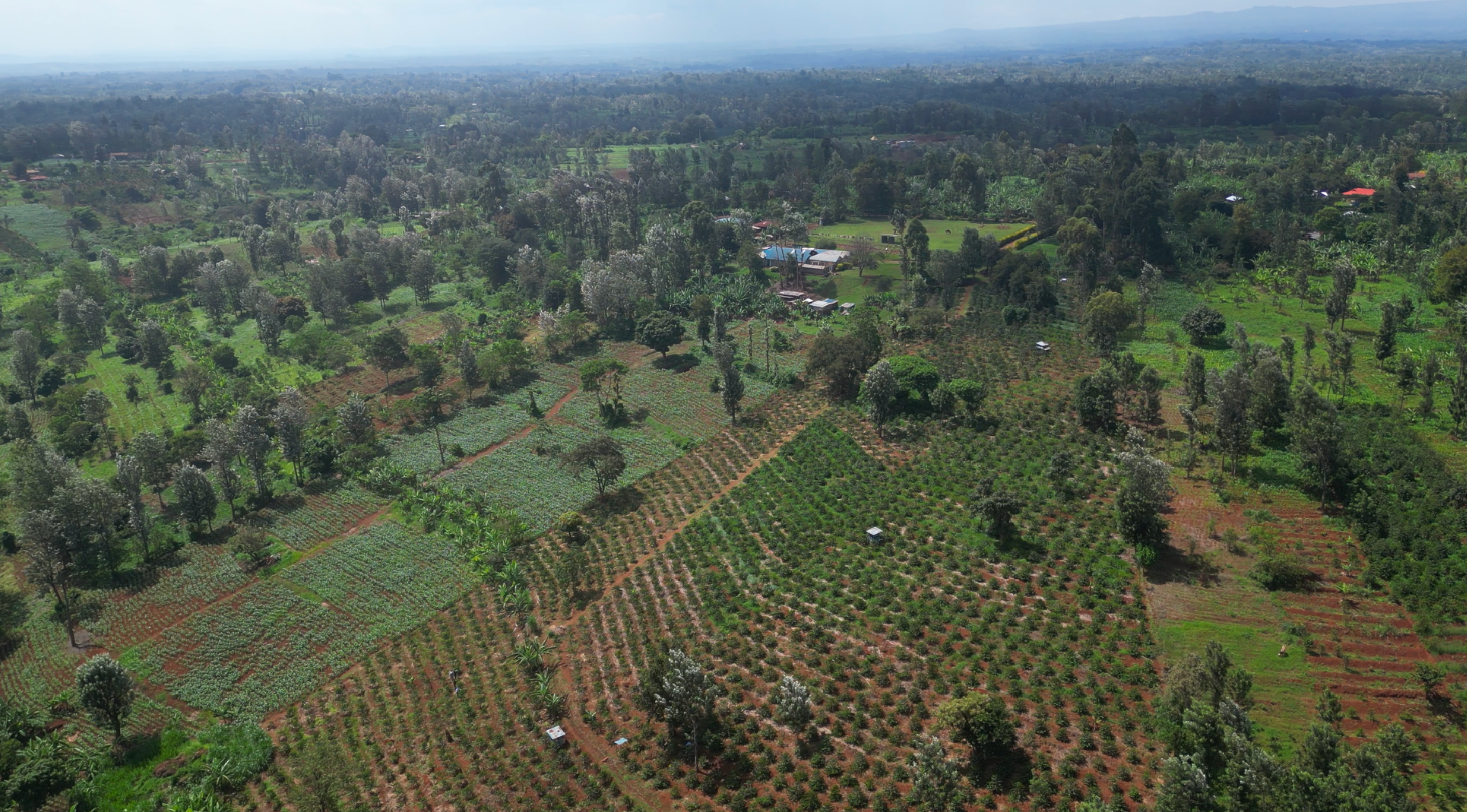 The Coffee Board Farm in Kenia