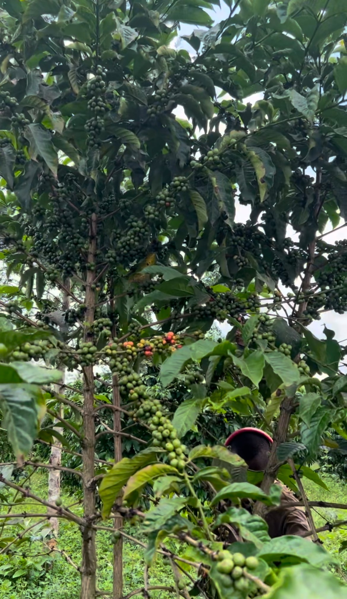 Kaffee-Abo | Stephan Katongole Canephora Anerobic | 100% Canephora